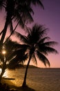 Coconut trees at sunset moorea