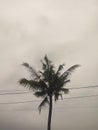 Coconut trees sway to the wind Royalty Free Stock Photo