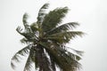 Coconut tree blow by the wind and rain. Royalty Free Stock Photo