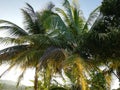 Coconut trees Royalty Free Stock Photo
