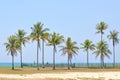 Coconut trees under blue sky at the beach of south china sea Royalty Free Stock Photo