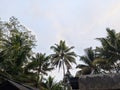 Coconut trees under the lightly cloudy sky