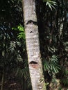 Coconut Trees Usually Many footrests to make it easier to climb up