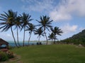 Vegetation on the Hilly Coastline in Toco, Trinidad, West Indies Royalty Free Stock Photo