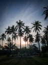 coconut trees view Royalty Free Stock Photo