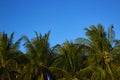 Coconut trees with vivid beautiful sky