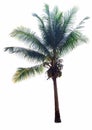 coconut trees on white background,Crown of a palm tree of coconut isolated on white background Royalty Free Stock Photo