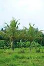 coconut trees that will grow taller Royalty Free Stock Photo