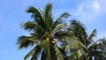 Coconut trees with the wind blows all the time. No Sound.