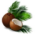 Coconut tropical nut fruit