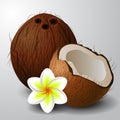 Coconut tropical nut fruit