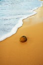 Coconut on tropical ocean beach
