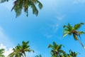 Coconut palm trees over blue sky with copy space Royalty Free Stock Photo