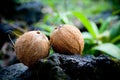 Coconut, two coconuts on a rock in hawaii Royalty Free Stock Photo