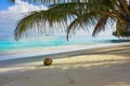 Coconut under shadow of palm tree on beautiful beach.