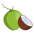 Coconut vector.Fresh coconut illustration.