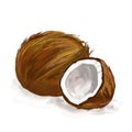 Coconut vector illustration hand drawn painted