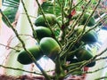 Coconut that waits for a day to grow into a big child To be ready to be a new tree next day Royalty Free Stock Photo