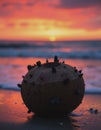 Coconut washed ashore with tiny barnacles attached, glowing at sunset Royalty Free Stock Photo