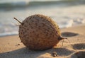 Coconut washed ashore with tiny barnacles attached, showcasing nature's beauty Royalty Free Stock Photo
