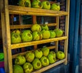 Coconut water inlined in the rack, green coconut in the rack Royalty Free Stock Photo