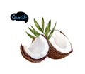 Coconut watercolor illustration