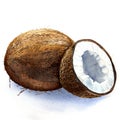 Coconut