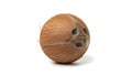 A coconut on a white background (ai generated) Royalty Free Stock Photo