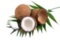Coconut on a white background, isolated. Whole coconut, halves, shells, pieces of coconut on a green palm leaf. Tropical fruit Royalty Free Stock Photo