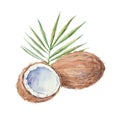 Coconut on a white background.Vector, watercolor hand Royalty Free Stock Photo