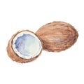 Coconut on a white background.Vector, watercolor hand Royalty Free Stock Photo
