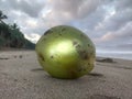 coconut on the white sand beach, clouds, greenery and the sea is very beautiful in the early morning Royalty Free Stock Photo