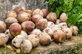 Coconut whole brown fruit piled in a big pile closeup tropical background