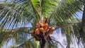 Coconut & x28;Cocos nucifera& x29;The coconut is a tropical fruit known for its versatility and multiple uses. Royalty Free Stock Photo