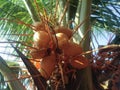 Coconut Yellow Fruit Cocos Capitata Or Kelapa Kuning In Front Of The House