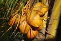 Coconuts Royalty Free Stock Photo