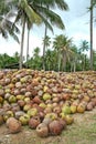 Coconuts