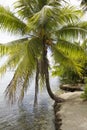 Coconuts Royalty Free Stock Photo