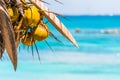 Coconuts on the background of the caribbean sea in Bayahibe, La Altagracia, Dominican Republic. Copy space for text.