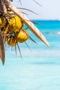 Coconuts on the background of the caribbean sea in Bayahibe, La Altagracia, Dominican Republic. Copy space for text. Vertical.