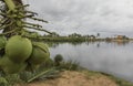 Coconuts on the beach - Natal, Brazil