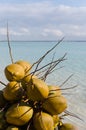 Coconuts, Boca Chica beach, Dominican republic, Caribbean Royalty Free Stock Photo