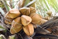 Coconuts brown on tree coconut palm, brown king coconut young in garden plantation, coconut yellow brown color fruit in nature Royalty Free Stock Photo