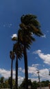 Coconuts in the city CearÃÂ¡ in Brazil