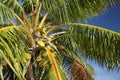 Coconuts, Christmas Island, Kiribati Royalty Free Stock Photo