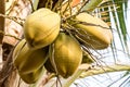 Coconuts Royalty Free Stock Photo