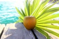 Coconuts cocktail palm tree leaf in Caribbean Royalty Free Stock Photo