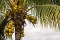 Coconuts on a coconut palm Royalty Free Stock Photo