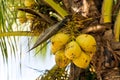 Coconuts on a coconut palm Royalty Free Stock Photo