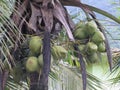 Coconuts on a coconut tree, shot in Ilhabela city, Sao Paulo, Brazil.